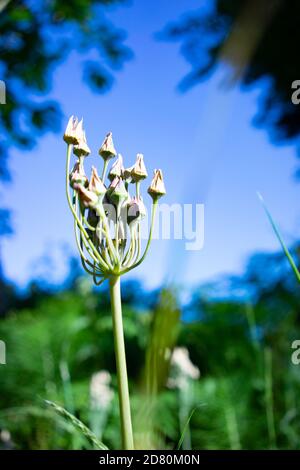 Piante in un hedgerow inglese Foto Stock