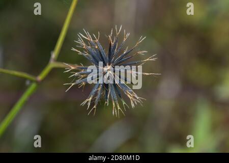 Semi di Bidens pilosa var. Pilosa, Isehara City, Prefettura di Kanagawa, Giappone. Foto Stock