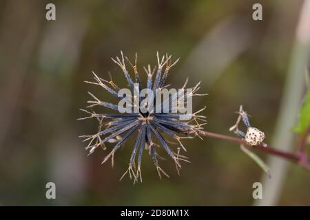 Semi di Bidens pilosa var. Pilosa, Isehara City, Prefettura di Kanagawa, Giappone. Foto Stock