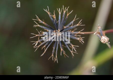 Semi di Bidens pilosa var. Pilosa, Isehara City, Prefettura di Kanagawa, Giappone. Foto Stock