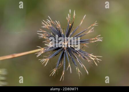 Semi di Bidens pilosa var. Pilosa, Isehara City, Prefettura di Kanagawa, Giappone. Foto Stock