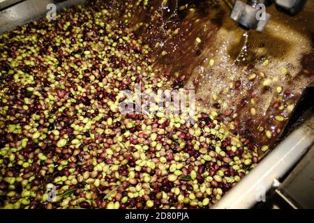 Lavaggio delle olive con acqua fresca nel frantoio durante il processo di produzione dell'olio extravergine di oliva nella periferia di Atene, in Attica, Grecia. Foto Stock