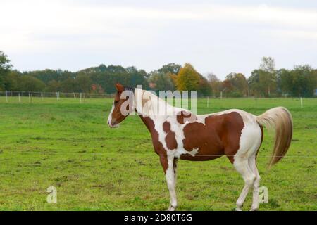 Bel pascolo cavallo in pascolo in fattoria in giornata di sole. Composizione orizzontale, cornice completa, spazio di copia, fotografia a colori. Foto Stock