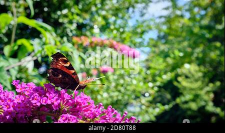 All'inizio di agosto e una farfalla di pavone si nutre di una Buddleia Fiorire in un giardino dello Yorkshire Foto Stock