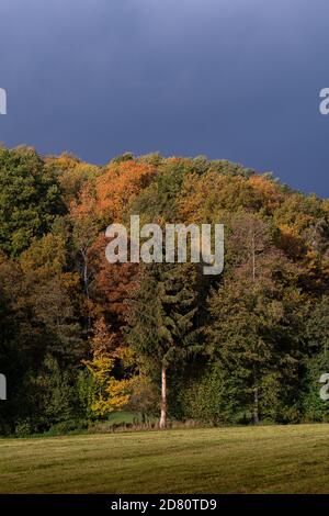 Colori autunnali della foresta tedesca alberi diversi Foto Stock
