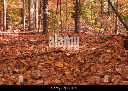 Paesaggio delle foglie d'autunno con alberi, foglie rosse, arancioni e gialle Foto Stock