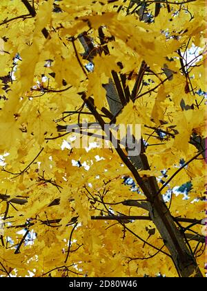 Colori d'autunno alberi di acero in posizione di parcheggio Foto Stock