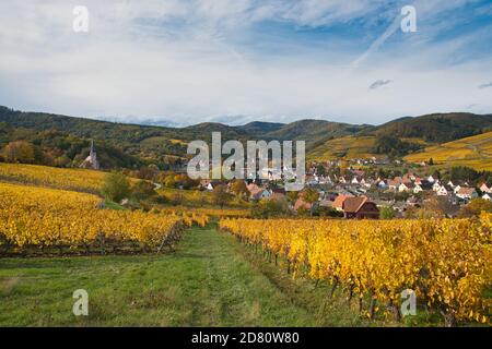 vigneti colorati nelle alture del piccolo villaggio di Andlau in Alsazia in Francia Foto Stock