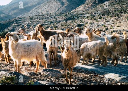 Mandria di capre vicino ad un piccolo villaggio su Jebel Akhdar montagna in Oman Foto Stock