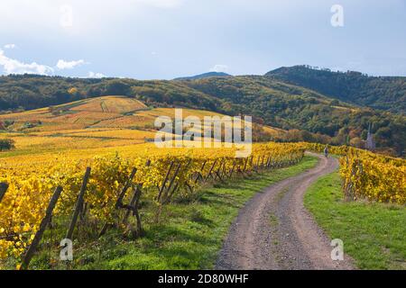 vigneti colorati nelle alture del piccolo villaggio di Andlau in Alsazia in Francia Foto Stock