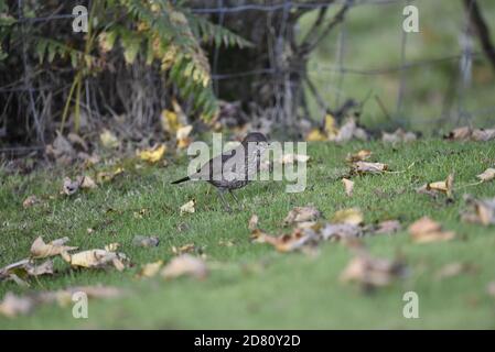 Uccello nero giovanile comune (Turdus merula) Nel Woodland Floor nel Mid-Wales in autunno Foto Stock