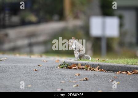 Scoiattolo grigio orientale, Sciurus carolinensis, con una bocca piena di corni, in un parco in Galles, fine autunno Foto Stock