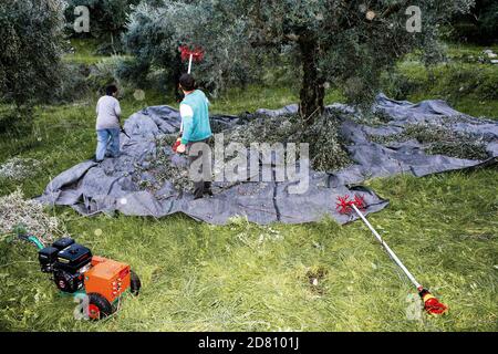 La raccolta delle olive in Kalamata, regione del Peloponneso, southwestern in Grecia. Foto Stock