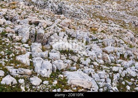 paesaggio - una struttura resistente agli agenti atmosferici in un'area montagnosa, chiamata pavimentazione calcarea, massi bianchi tra l'erba di un prato alpino Foto Stock