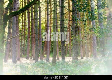 Scena autunnale nel parco Sutton con alberi d'oro e foglie Con un pavimento mistoso che mostra tutta la bellezza dell'autunno Foto Stock