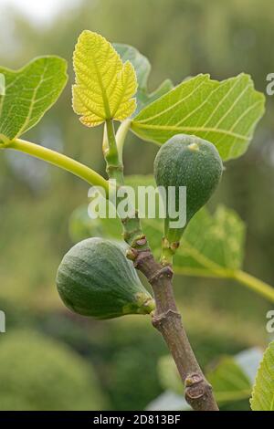 Frutta immatura ma rigonfiante prima della maturazione su una piccola varietà di fichi 'Brown tacchino' con foglie fresche giovani, Berkshire, giugno Foto Stock