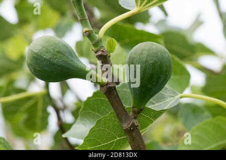 Frutta immatura ma rigonfiante prima della maturazione su una piccola varietà di fichi 'Brown tacchino' con foglie fresche giovani, Berkshire, giugno Foto Stock