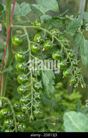 Glasshouse coltivato ciliegia pomodori varietà 'Sweet Million' frutta verde piccola traliccio lungo, Berkshire, luglio Foto Stock