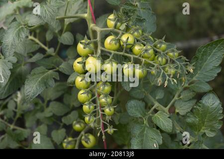 Glasshouse coltivato ciliegia pomodori varietà 'Sweet Million' frutta in espansione piccola in capriate multiple, Berkshire, giugno Foto Stock