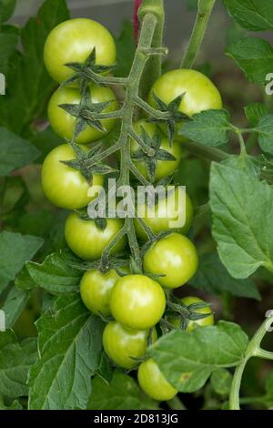 Pomodori ciliegini coltivati a Glasshouse varietà 'Sweet Million' frutta verde in espansione su un singolo traliccio, Berkshire, luglio Foto Stock