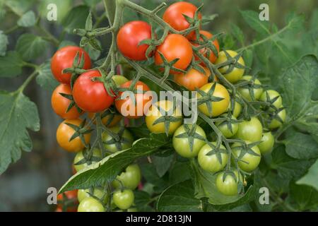 Pomodori ciliegini coltivati in serra varietà 'Sweet Million' frutta verde e rossa maturazione su tralicci multipli, Berkshire, agosto Foto Stock