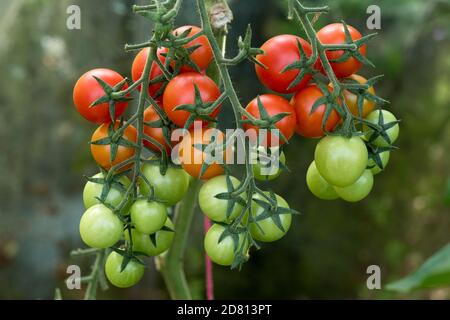 Pomodori ciliegini coltivati in serra varietà 'Sweet Million' frutta verde e rossa maturazione su tralicci multipli, Berkshire, agosto Foto Stock