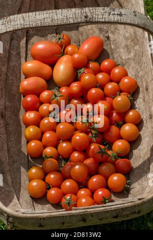 Pomodori ciliegia coltivati in serra varietà 'Sweet Million' e pomodori prugne La varietà "Roma" è infestata in una trugg Foto Stock
