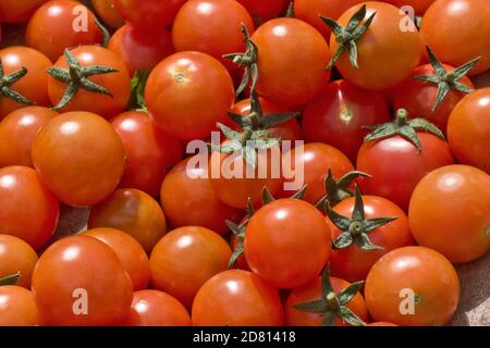 Pomodori ciliegia coltivati Glasshouse varietà 'Sweet Million' pomodori ciliegia raccolti rosso brillante in un trug dopo la raccolta, Berkshire, agosto Foto Stock
