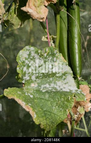 Muffa in polvere di cetrioli (Podosphera fuliginea) micelio bianco fungino su foglie di una pianta di cucito fruttata, Berkshire, settembre Foto Stock