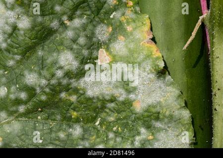 Muffa in polvere di cetrioli (Podosphera fuliginea) micelio bianco fungino su foglie di una pianta di cucito fruttata, Berkshire, settembre Foto Stock