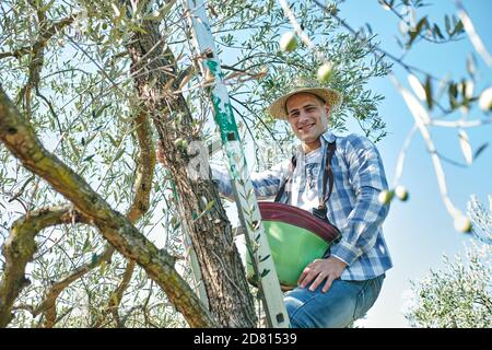 il ragazzo lavora raccogliendo le olive su una scala Foto Stock