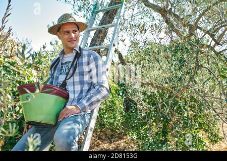 il ragazzo lavora raccogliendo le olive su una scala Foto Stock