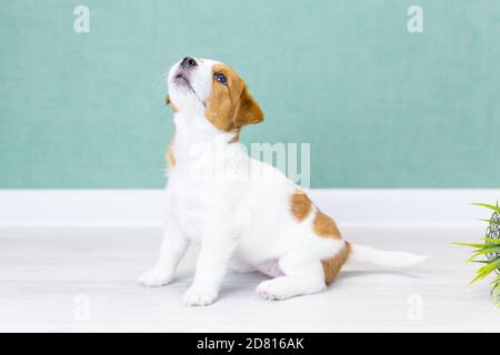 Bello bianco Jack Russell Terrier cucciolo con macchie marrone si siede, guarda in su, su un pavimento bianco contro uno sfondo di un verde wall.Dog addestramento, prepar Foto Stock