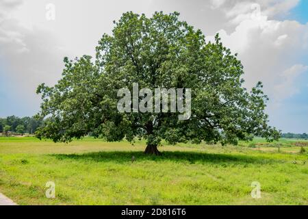 Indiano Big Mahuwa albero vicino vista in un campo rurale villaggio. Vista ravvicinata di indiano Mahua longifolia albero con cielo blu in tempo di giorno. Foto Stock