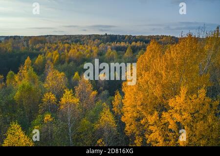 Vista aerea della foresta colorata in autunno. Bella foresta autunnale con alberi gialli. All'aperto, foglie. Foto Stock