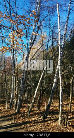 Alberi di betulla lungo il percorso nella zona di conservazione di Rattlesnake Point Foto Stock