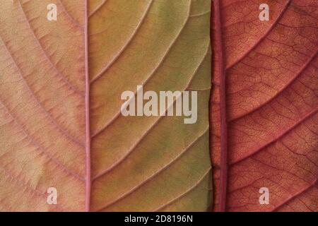 Macro foglia autunno, cornice quadrata. Disposizione piatta Foto Stock