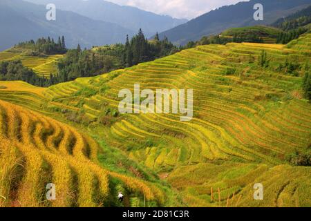 Il Longsheng terrazze di riso(Dragon's Backbone) noto anche come Longji terrazze di riso sono situati nella contea di Longsheng, circa 100 chilometri (62 mi) da G Foto Stock