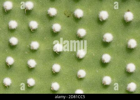 Ali di angelo / Polka-Dot cactus (Opuntia microdasys albispina), una specie messicana, primo piano di raggruppamenti di colonna vertebrale, Maiorca. Foto Stock