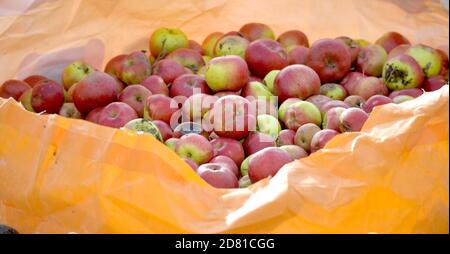 Mele mature in sacchetti di plastica pronti per la trasportazione in impianti di produzione. Industria alimentare. Foto Stock