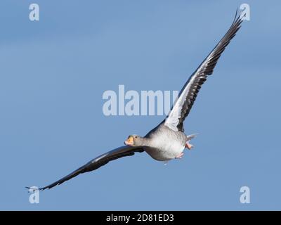 Greylag Goose (Anser anser) in volo contro un cielo blu, vista testa-su, Gloucestershire, Regno Unito, febbraio. Foto Stock