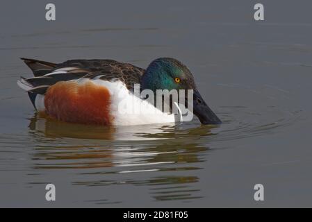 Northern Shoveler (Anas clypeata) drake che dabbling in un lago poco profondo, Gloucestershire, Regno Unito, febbraio. Foto Stock