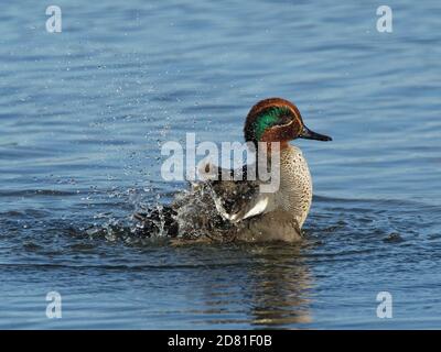 Teal comune (Anas crecca) drake bagno in un lago poco profondo, Gloucestershire, Regno Unito, febbraio. Foto Stock