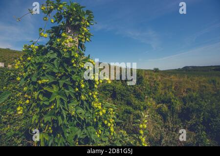 Luppolo comune o luppolo specie di piante da fiore nella famiglia canapa Cannabaceae. Humulus lupulus piantagione terreni agricoli. Foto Stock