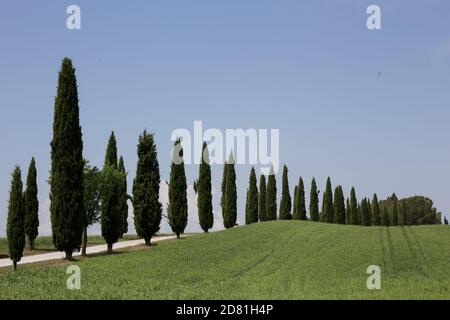 Toscana, Italia, Europa - 08 maggio 2018: Cipressi paesaggio rurale in val d'Orcia, vicino Siena e Firenze Foto Stock