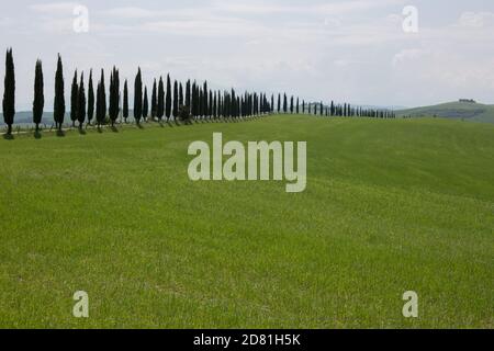 Toscana, Italia, Europa - 08 maggio 2018: Cipressi paesaggio rurale in val d'Orcia, vicino Siena e Firenze Foto Stock