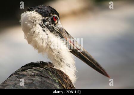 Ritratto di testa e collo di un brodo di cicogna a collo di lana foto Foto Stock