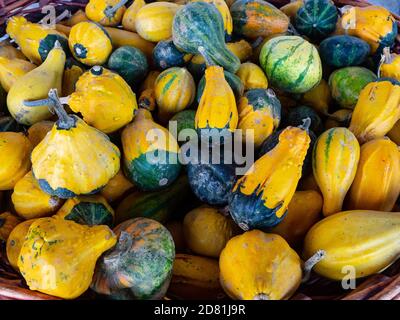 Mini Squash e Pumpkins di varie forme e colori visualizzati in un mercato nazionale Foto Stock