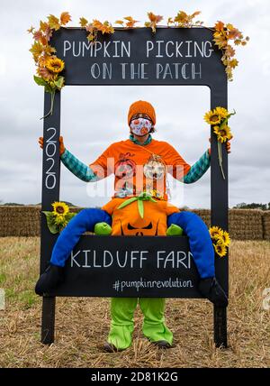 Donna vestita in costume di Halloween in toppa di zucca, Kilduff Farm, East Lothian, Scozia, UK Foto Stock
