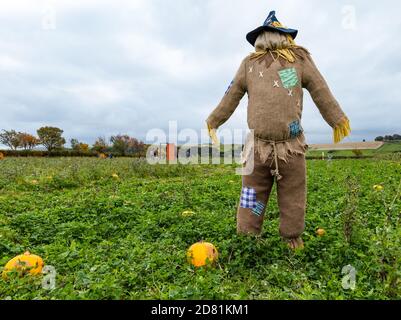 Scarecrow in campo di zucca, Kilduff Farm, East Lothian, Scozia, Regno Unito Foto Stock